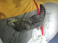 iphone_upload_pic-喵的天空名猫咖啡馆·撸猫·猫舍·用品