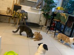 -平行世界·猫咖(首经贸店)