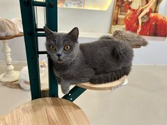 -共舞时光猫咖·狗咖(新街口店)