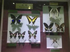 -上海昆虫博物馆