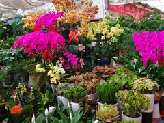 -秦美花卉(天朗·莱茵小城2期店)