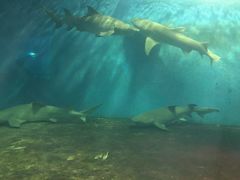 -北戴河圣蓝海洋公园