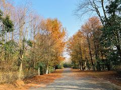 -上海海湾国家森林公园