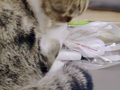 -喵园·猫主题咖啡厅·撸猫·猫咖(国贸店)