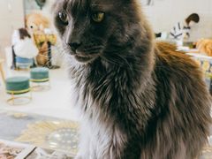 -平行世界·猫咖(首经贸店)