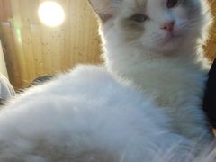 -十年猫舍·猫咪专门店(普陀店)