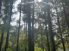 -黄海国家森林公园