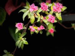 -上海鲜花港