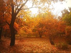 -国家植物园南园