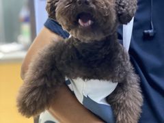 -爱侣宠医·鹦鹉专科·小型哺乳类·异宠专科(灵石路店)