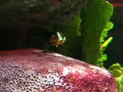 -暹罗海洋世界