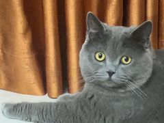 -瑞派名望24h动物医院异宠专科·猫专科·骨科·重症监护分院