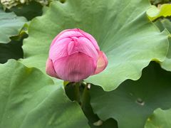 -陈家山荷花公园