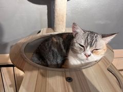 -豆逗聊愈猫阁Easy Life