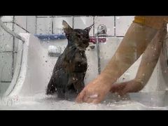 -Pets First伊珊娜洗护·精致美容·家庭式寄养(新会路店)