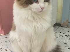 -毛绒耶耶撸宠馆·猫咖·狗咖·荷兰猪咖