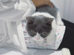 -COLOR PETS 撸猫馆·购猫·猫咖(长风大悦城店)
