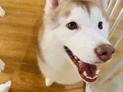 -Husky Go! 哈士奇体验馆·宠物咖啡厅狗咖