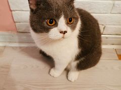 -三花喵·撸猫购宠·宠物生活馆(虹桥南丰城店)