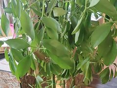 -金稼园·金平湖农家菜