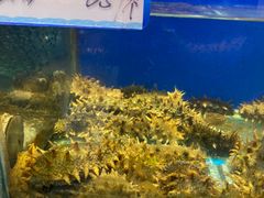 鲜活海参-渔码头食府·20年蓬莱老字号(登州路店)