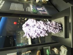 -美国自然历史博物馆