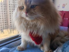 -天宠宠物医院24小时·急重症诊疗中心·全科·腔镜特色(和平分院)