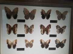 -上海昆虫博物馆