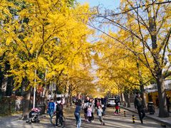-三里屯东五街银杏大道