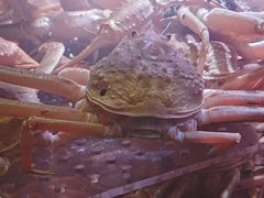 -丰卓会海鲜自助(中润大道店)
