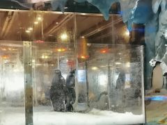 -帝企鹅自助餐厅•儿童岛•真企鹅(长隆企鹅酒店)