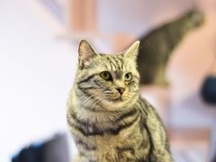 -猫儿山۰猫主题餐厅