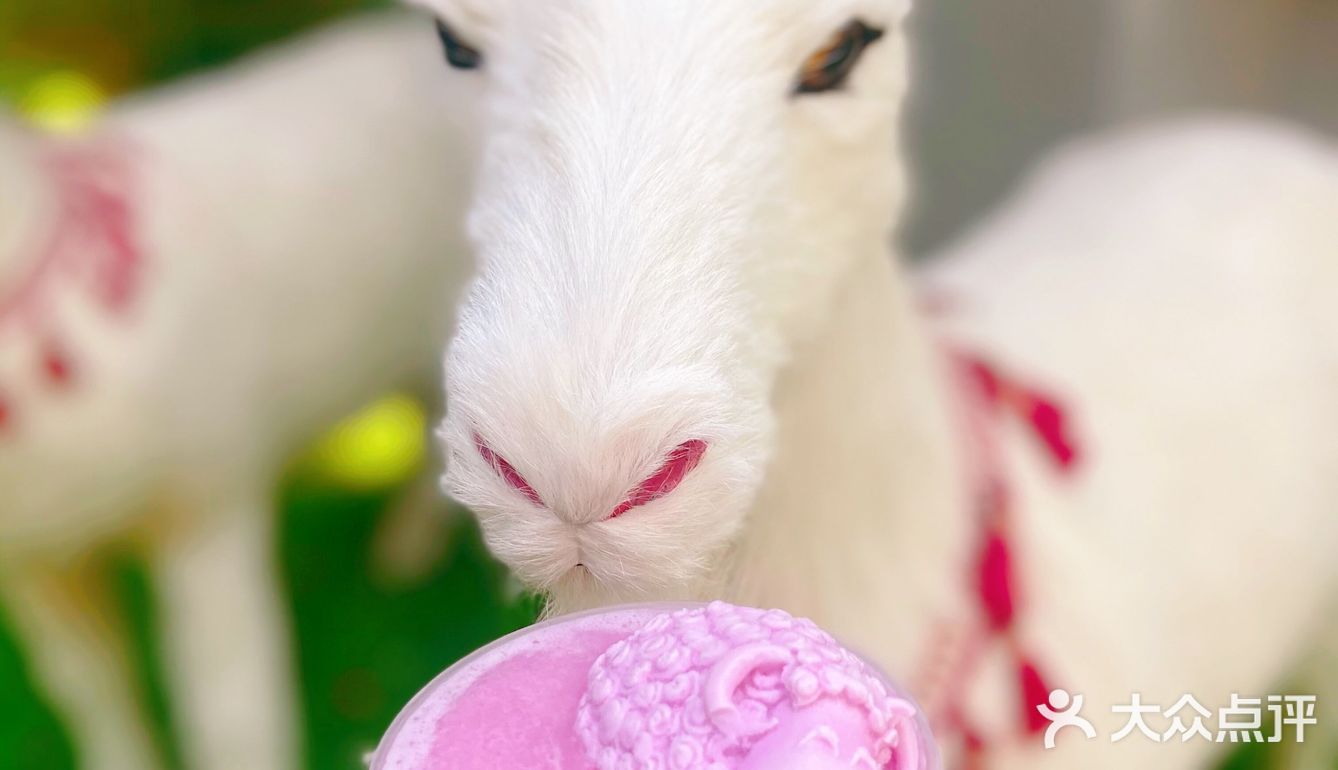 全网最萌奶茶粉羊羊新品上市啦