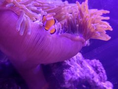 -白佛花鸟鱼虫批发市场小型宠物交易(东区)