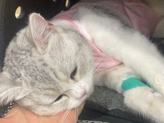 -芭比堂动物医院·CT·微创中心(新顺分院)