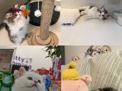 -小猫来了·猫舍(红山六九七九店)