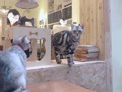-猫色咖啡·猫咖