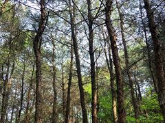 -铁山坪森林公园