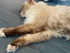 -喵屿·大理花园猫咖