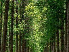 -黄海国家森林公园