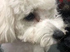 -瑞派宠物医院·中兽医专科(中央商城分院)