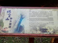 -阿里山神木遗迹