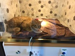 -宠爱国际动物医院·消化内科·心肾内科·ISFM猫友好(望京店)