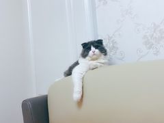 -派美特宠物医院·核磁CT·骨科肿瘤·疑难转诊(沈农禾丰店)