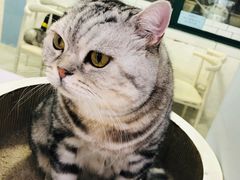 -喵的天空名猫咖啡馆·撸猫·猫舍·用品