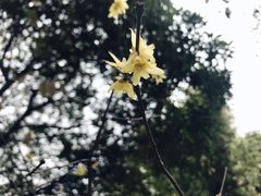-秋霞圃
