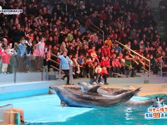 -芜湖新华联大白鲸海洋公园