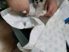 -派特宠物医院(圆融广场店)