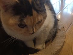 -Cappucimeow猫咪咖啡馆(韦伯时代店)