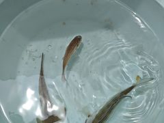 -五缘湾游艇帆船俱乐部